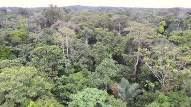 Ekvador Amazon 'daki tropikal yağmur ormanlarının hava görüntüsü