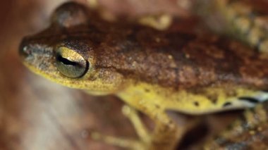 Short Head Treefrog, Dendropthe Parviceps 'in yakın çekim videosu 