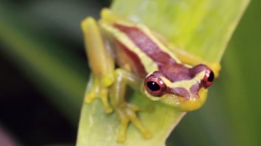 Broad Headed Treefrog, Osteocephalus mutabor 'un yağmur ormanlarındaki yaprak üzerindeki videosu, Ekvador