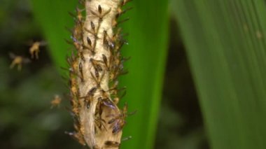 Eşek arıları, Polybia sp, yuvadaki böcekler, video