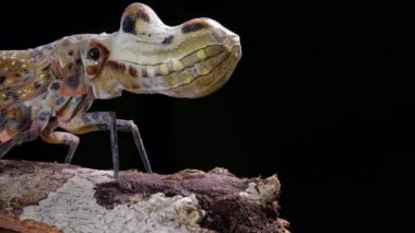 Video, Fener Böceği, Fulgora laternaria, Fulgoridae ailesi Ekvador, yağmur ormanlarında bir dal boyunca yürür.