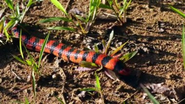 Video, Coral Pipesnake, Anilius Scytale