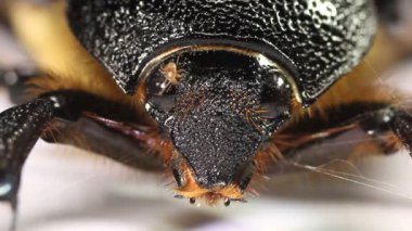 makro çekim, kahverengi kıllı böceğin videosunu kapat 