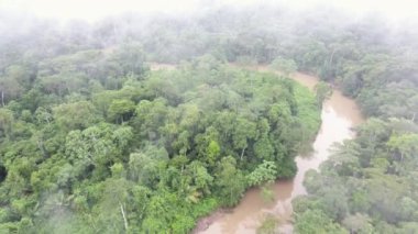 Hava görüntüsü, Rio Shiripuno 'nun insansız hava aracı videosu, nehir akışı, Ekvador Amazon' undaki tropikal yağmur ormanı.