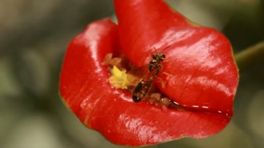 Video, yalnız arı kırmızı çiçeği ziyaret ediyor Sıcak Dudak Bitkisi, Psychotria tomentosa yağmur ormanlarında, Ekvador