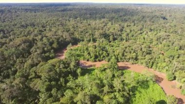 Ağaçlı orman manzarasının hava görüntüsü, Ekvador Amazon 'undaki tropikal yağmur ormanı