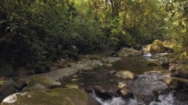 Ormandaki nehir akışının videosu, yeşil yapraklı ağaçlar, bitki örtüsü ve botanik. 