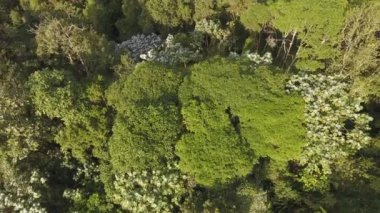 Tropikal yağmur ormanlarının insansız hava aracı videosu, yeşil yapraklı ağaçlar, bitki örtüsü ve botanik 