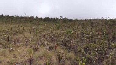 Yeşil camlı ve bitkilerli çayır manzarası videosu