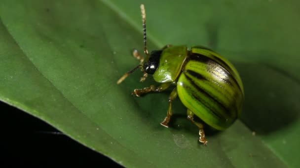Vídeo Bug Verde Natureza Folha Planta Equador — Vídeo de Stock