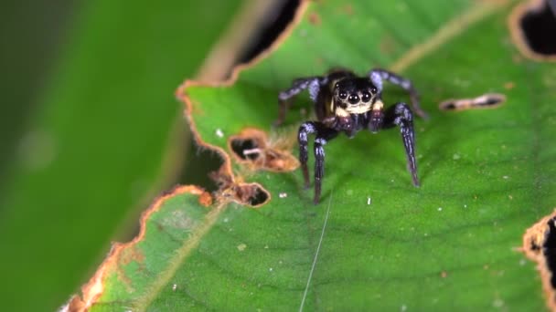 Mały Pająk Rodzina Salticidae Wideo — Wideo stockowe