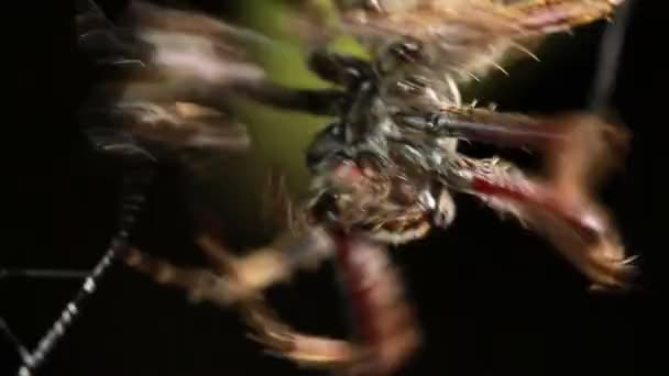 Video Pavouka Chytajícího Chybu Pasti — Stock video
