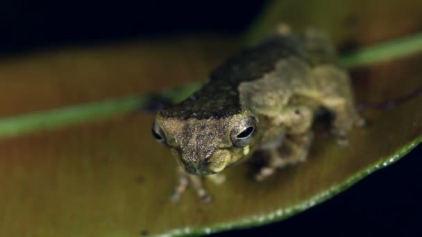 Video Short Headed Treefrog Dendroposophus Parviceps — стоковое видео