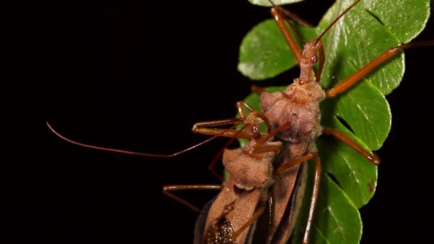 Vídeo Assassin Bugs Acasalamento Noite Folha Planta Equador — Vídeo de Stock
