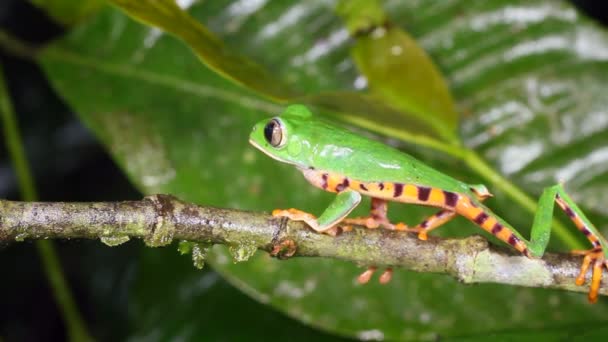 Videó Tigris Csíkos Levél Béka Phyllomedusa Tomopterna Ecuador Béka — Stock videók