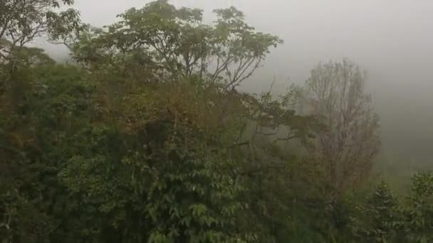 vidéo de drone d'arbres avec des feuilles vertes, brouillard dans l'air 