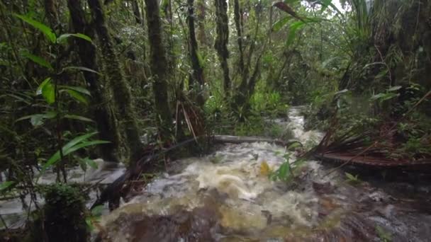 Vapor Río Flujo Agua Bosque Tropical Salvaje Video Cámara Lenta — Vídeos de Stock