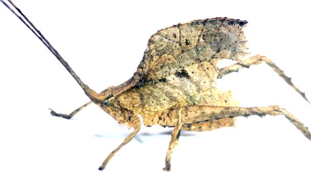 Video Leaf Imitiert Katydid Aus Dem Ecuadorianischen Amazonas Auf Weißem — Stockvideo