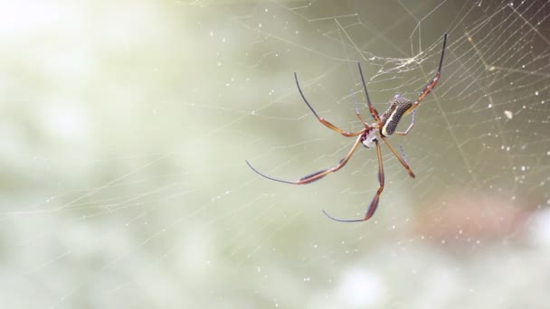 Vídeo Araña Con Web Fauna Naturaleza — Vídeos de Stock