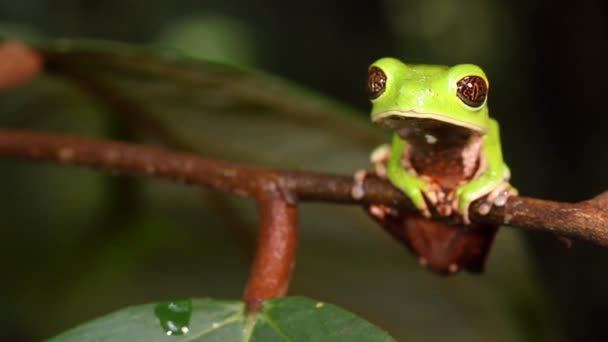 Grenouille Tropicale Dans Nature Vidéo — Video