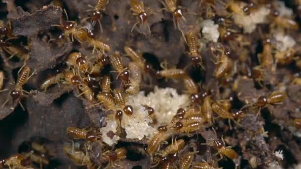 Video Nasute Termites Defending Break Nest Tropical Rainforest Ecuador — Stock Video