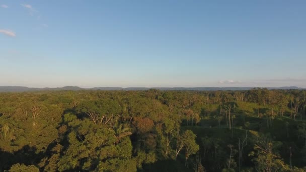 Drone Video Paisaje Verde Del Bosque Con Árboles Vista Aérea — Vídeos de Stock