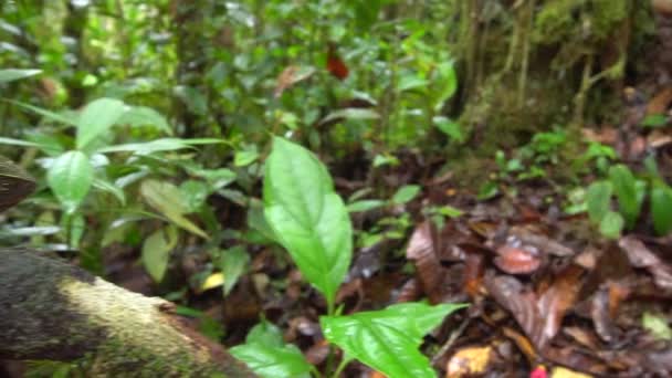 Video Leguan Ödla Reptil Mossa Regnskog Västra Ecuador — Stockvideo