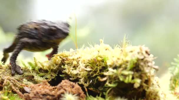 Video Vom Kriechenden Braunen Frosch Guacamayo Plump Toad Osornophryne Guacamayo — Stockvideo