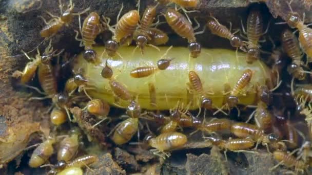 Βίντεο Queen Termite Και Τερμίτες Έντομα — Αρχείο Βίντεο