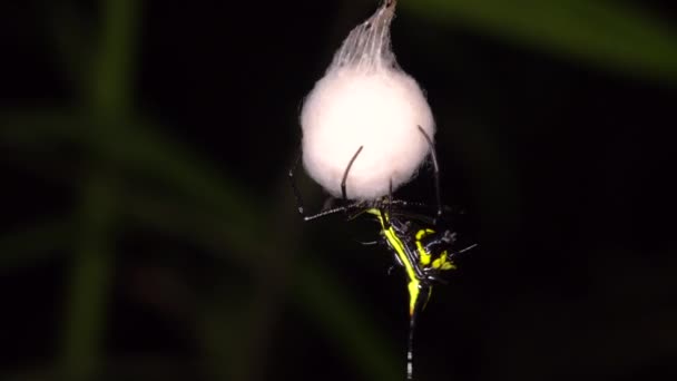Видео Spiny Orb Weaver Spider Micrathena Weaving Silk Nest Ecuadorian — стоковое видео