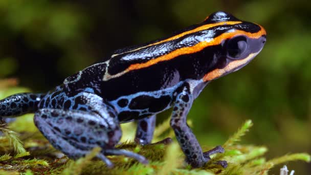 Βίντεο Από Resticulated Poison Frog Ranitomeya Ventrimaculata — Αρχείο Βίντεο
