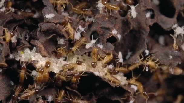 Zpomalený Film Nasute Termites Bránící Vloupání Hnízda Tropický Deštný Prales — Stock video