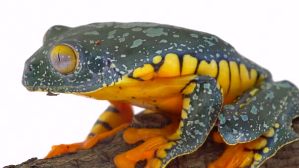 Amazon Leaf Frog Cruziohyla Craspedopus Zpomalené Video Studio Shot — Stock video