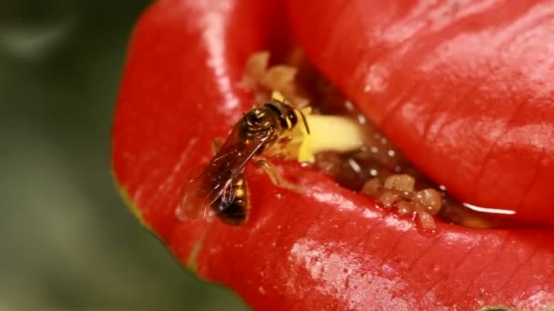 Video Solitary Bee Visiting Red Flower Hot Lips Plant Psychotria — Stock Video