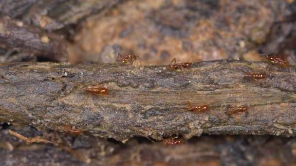 褐蚁群在树干上奔跑的视频 — 图库视频影像
