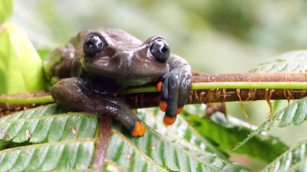 Slow Motion Video Jumping Lindas Treefrog Hyloscirtus Lindae Ecuadorian Amazon — 비디오