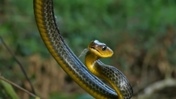 Lassított Felvétel Common Sipo Kígyóról Chironius Exoletus — Stock videók