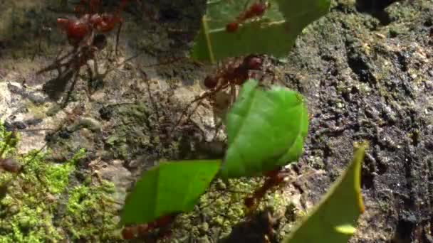 葉カッターアリのスローモーションビデオ 葉の破片を運ぶAtta — ストック動画