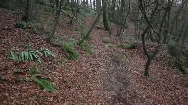 ビデオを揺らし森の中の道を木と歩いて — ストック動画