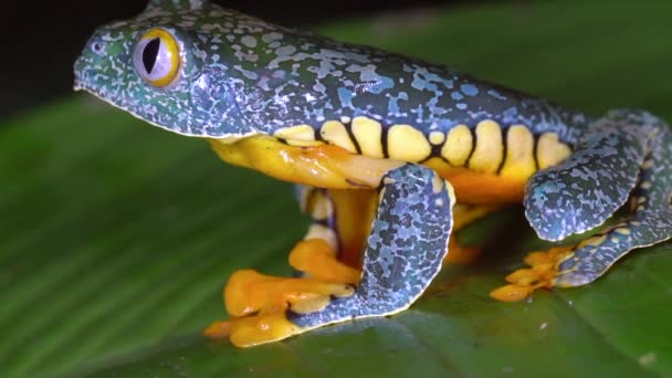 Zeitlupensprung Video Von Amazon Leaf Frog Cruziohyla Craspedopus — Stockvideo