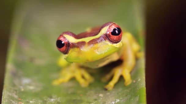 Video Van Broad Headed Treefrog Osteocephalus Mutabor Blad Regenwoud Ecuador — Stockvideo