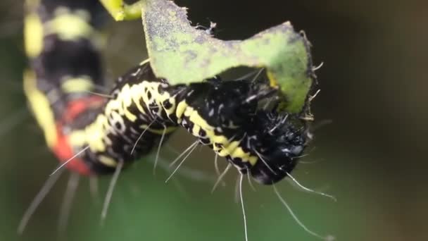 Видео Amazonian Geometrid Caterpillar Эквадорская Амазонка — стоковое видео