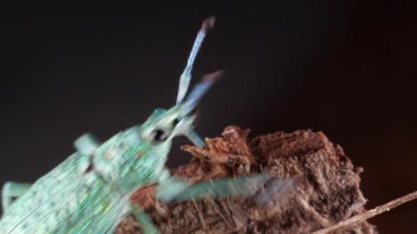 グリッツ ウェイビルバグコンパスSpエクアドル産の明るい緑色の種アマゾン体内の光結晶 — ストック動画