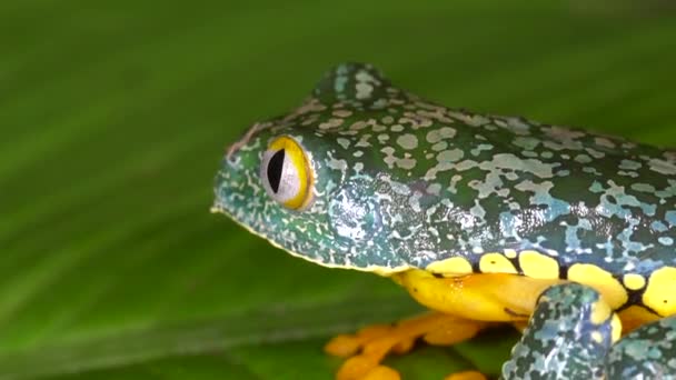 Zeitlupensprung Video Von Amazon Leaf Frog Cruziohyla Craspedopus — Stockvideo