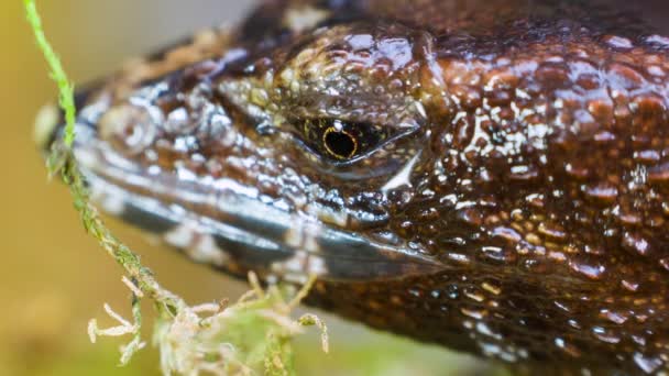 Video Korkunç Dikenli Kertenkele Echinosaura Korkunç — Stok video