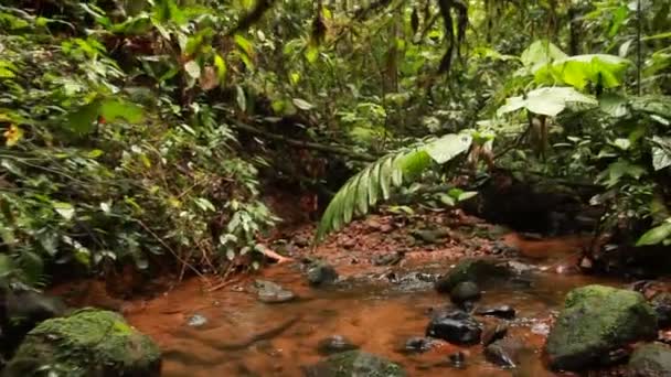 rivière vapeur, écoulement d'eau dans la forêt tropicale sauvage, vidéo 