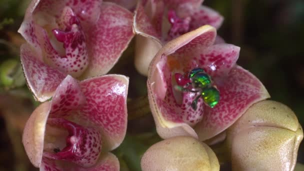 Slow Motion Video Skott Orkidé Lycomormium Ecuadorense Blommor Med Euglossine — Stockvideo