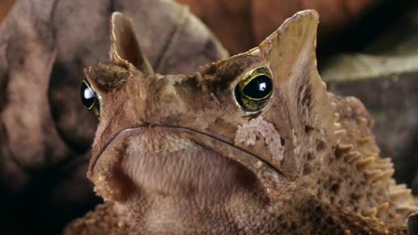 閉じるビデオの茶色Crested Forest Toad Rhinella Margaritifera Frog — ストック動画