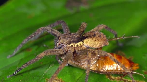Büyük Tüylü Örümcek Yiyen Böcek Videosu — Stok video