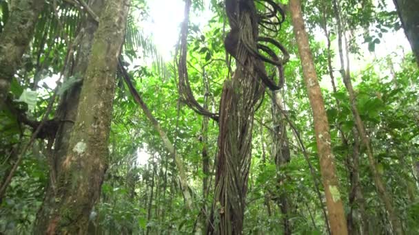Видео Тропических Лесов Эквадорской Амазонии — стоковое видео